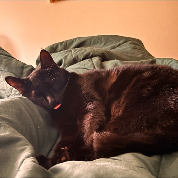 Meet your Posher, Stephanie - Picture 4 of 7